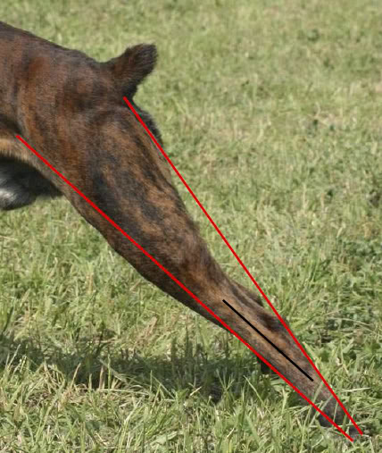 Kat stawu skokowego (czarna linia) nigdy nie zbliży się do 180 stopni u psa o silnym stawie skokowym, niezależnie od tego jak bardzo do tyłu wyciągniemy stopę jako, że kość pięty będzie zabezpieczać przed przeprostem w stawie.