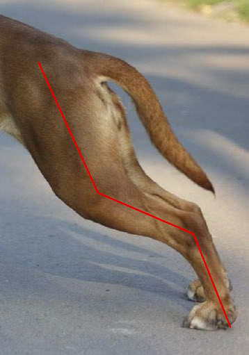 Zdjęcie to ilustruje to co staram się przekazać. Staw skokowy tego psa jest tak silny, a kość pięty takk dobrze rozwinięta, że nawet gdy nogi zostały tak mocno odstawione do tylu, partie tylnie na pewno nie tworzą linii prostej od miednicy do stopy. Czerwona linia pokazuje, że tylnia noga w żadnym punkcie nie zbliza się do prostej linii od miednicy, przez kolano, staw skokowy do stopy. 
