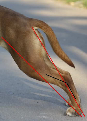 Kat stawu skokowego (czarna linia) nigdy nie zbliży się do 180 stopni u psa o silnym stawie skokowym, niezależnie od tego jak bardzo do tyłu wyciągniemy stopę jako, że kość pięty będzie zabezpieczać przed przeprostem w stawie. 